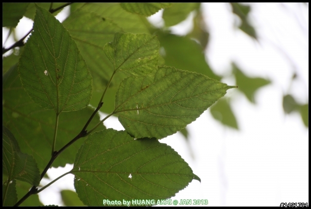 【騰龍 Tamron 18-270mm F/3.5-6.3 Di II VC PZD B008】最高規旅遊鏡新進化開箱心得