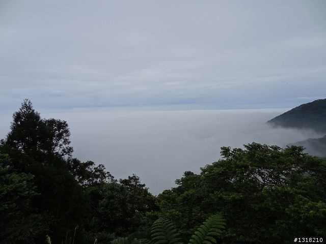 親子旅遊-新春台北自由行(5)-櫻花百拉卡