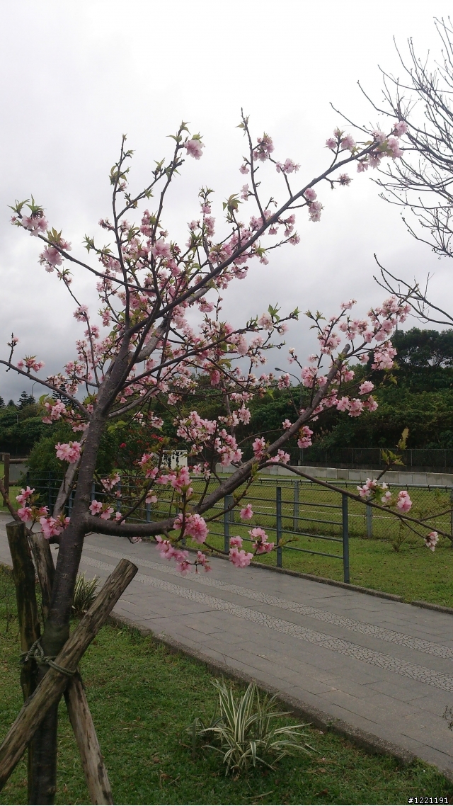 櫻花in陽光運動園區  by  Xperia  TX