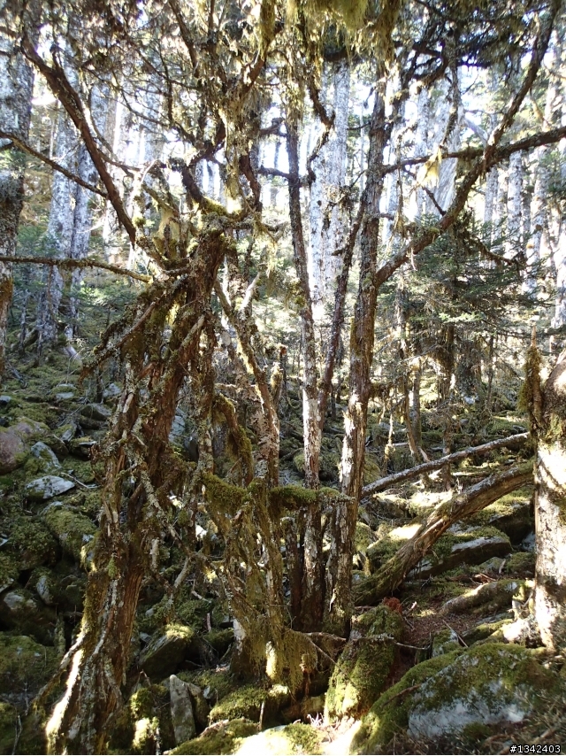春節三叉山,向陽山,嘉明湖( 簡單分享還是很多圖)