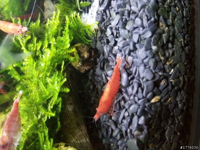 麻煩請養魚達人健檢小弟的小魚缸