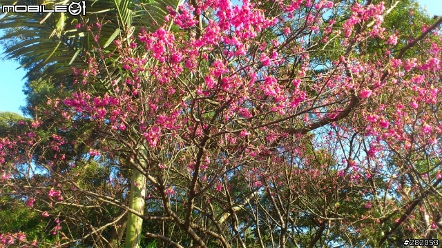 ~貓空 慢跑 賞櫻~