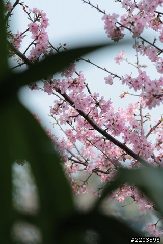 Canon EF 135mm F2.0 L USM 試拍文(新竹公園河津櫻)