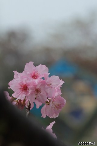 Canon EF 135mm F2.0 L USM 試拍文(新竹公園河津櫻)
