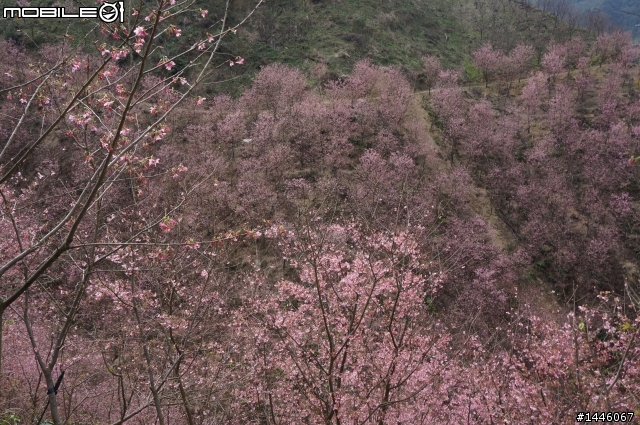 遇見櫻花林
