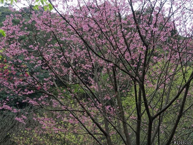 親子旅遊-新春台北自由行(5)-櫻花百拉卡