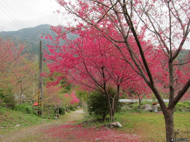 2013.02新社、松鶴、谷關尋花記