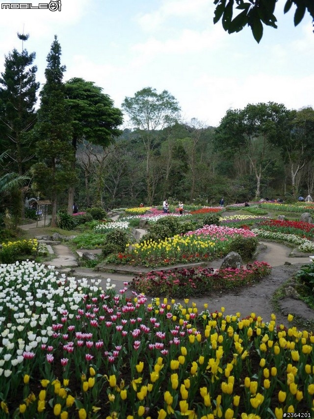 鬱見好心情~2013/1/28桃源仙谷鬱金香花況
