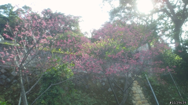 看sakura不必去YMS-2