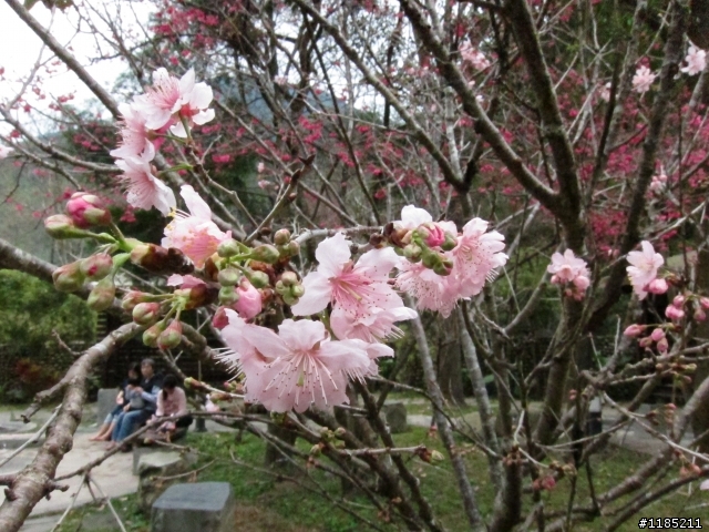 2013.02新社、松鶴、谷關尋花記