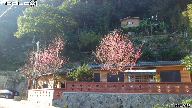 ~貓空 慢跑 賞櫻~