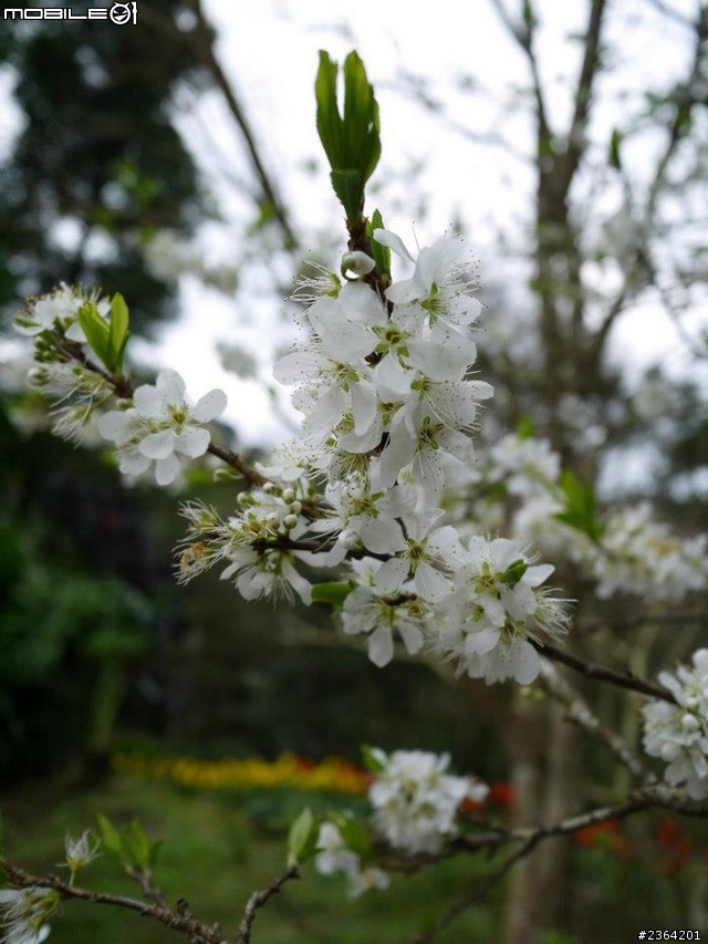 鬱見好心情~2013/1/28桃源仙谷鬱金香花況