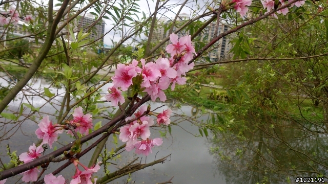 櫻花in陽光運動園區  by  Xperia  TX