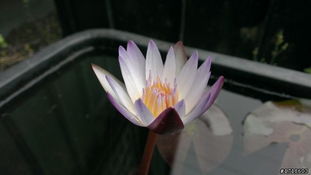 [分享]蝴蝶拍的路邊小花