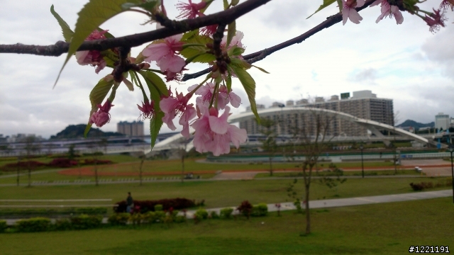 櫻花in陽光運動園區  by  Xperia  TX