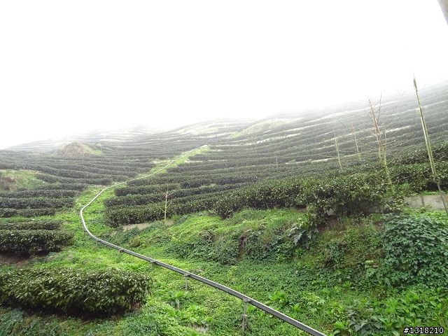 親子旅遊-竹山鹿谷體驗行