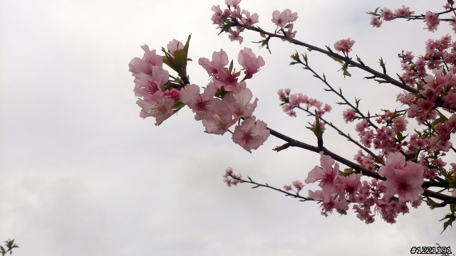 櫻花in陽光運動園區  by  Xperia  TX