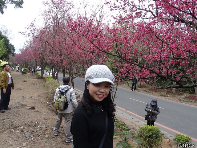 親子旅遊-新春台北自由行(5)-櫻花百拉卡