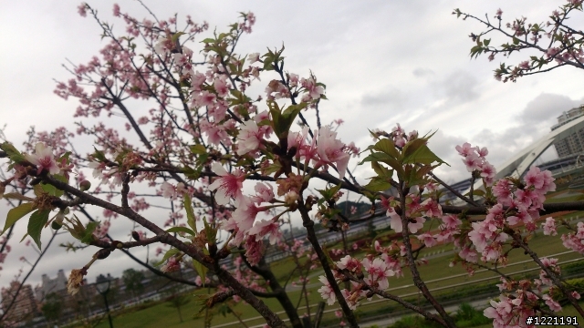 櫻花in陽光運動園區  by  Xperia  TX