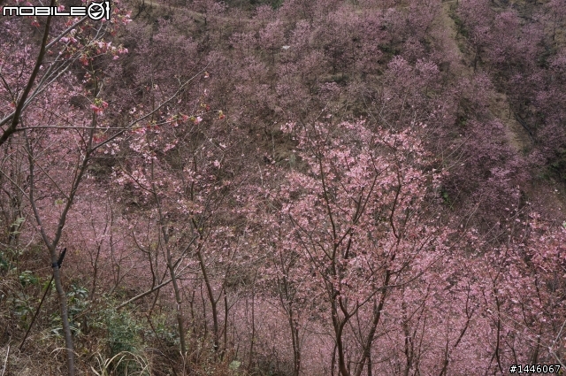 遇見櫻花林