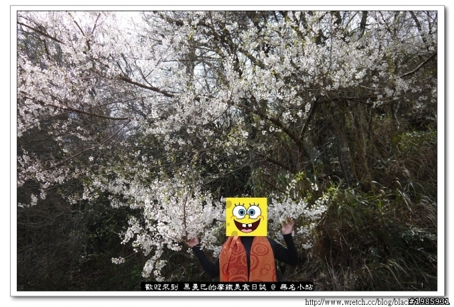  2/22武陵櫻花花況，管制與遊園詳情