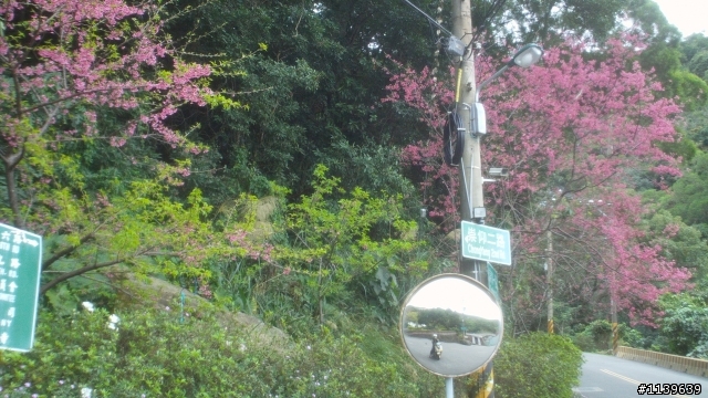 看sakura不必去YMS-2
