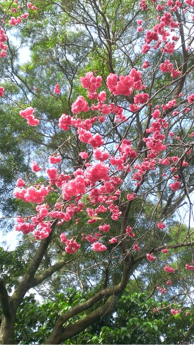 帶著蝴蝶賞櫻記