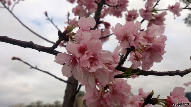 櫻花in陽光運動園區  by  Xperia  TX