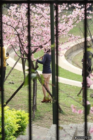 Canon EF 135mm F2.0 L USM 試拍文(新竹公園河津櫻)