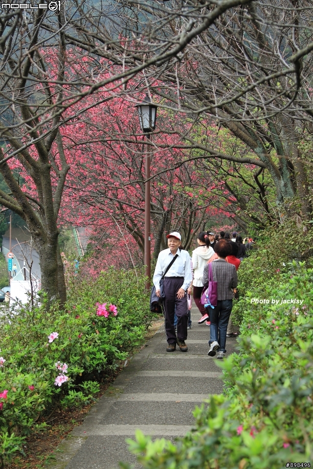 陽明山賞花