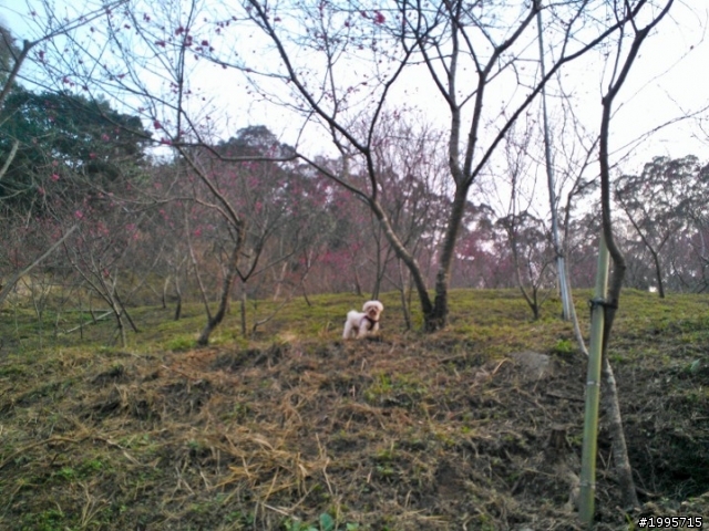 2013/2/2 大坑濁水巷櫻花林花況