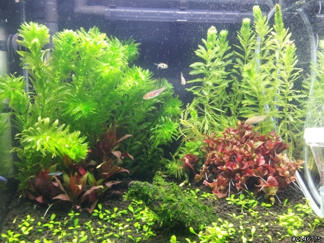 水草頂端變黑