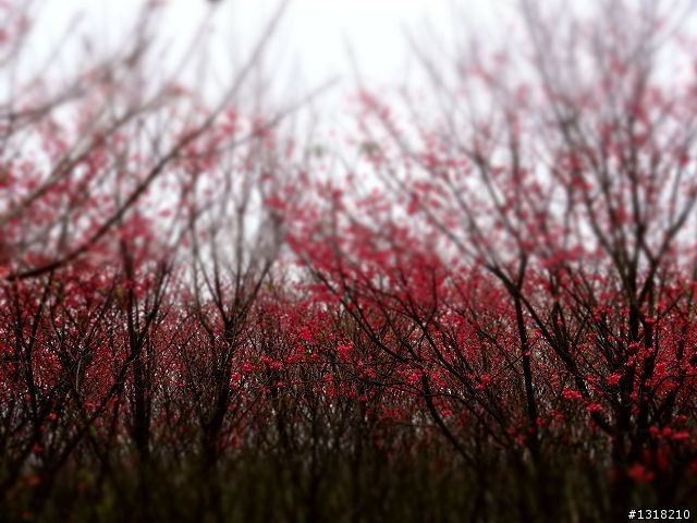 親子旅遊-新春台北自由行(5)-櫻花百拉卡