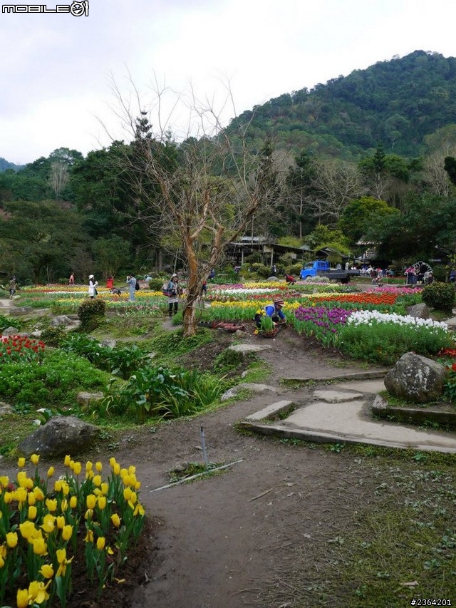 鬱見好心情~2013/1/28桃源仙谷鬱金香花況