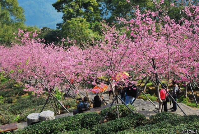333 . 河津櫻密碼 * 南投鹿谷 . 台大鳳凰茶園