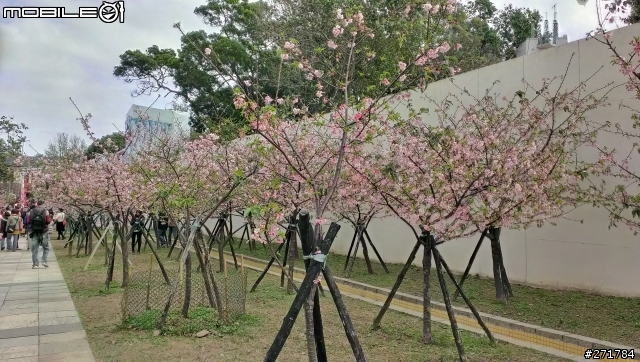 蝴蝶拍獅頭山櫻花 和新竹玻璃公園櫻花