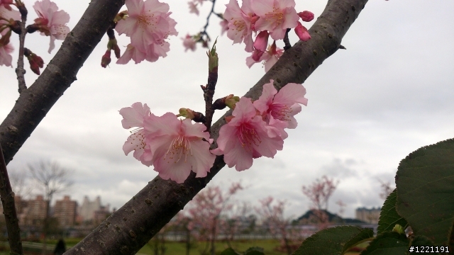 櫻花in陽光運動園區  by  Xperia  TX
