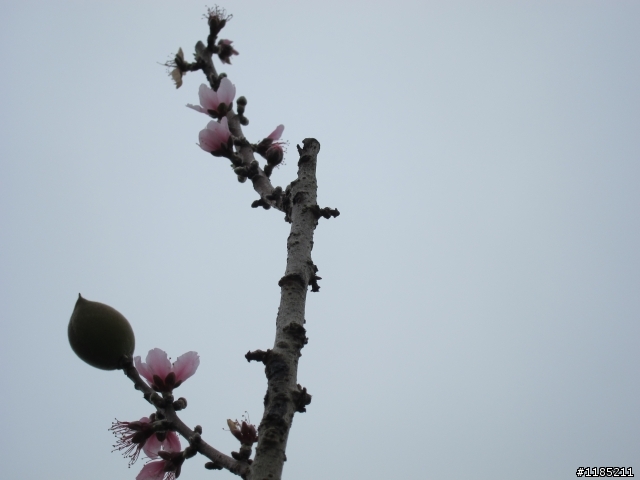 2013.02新社、松鶴、谷關尋花記