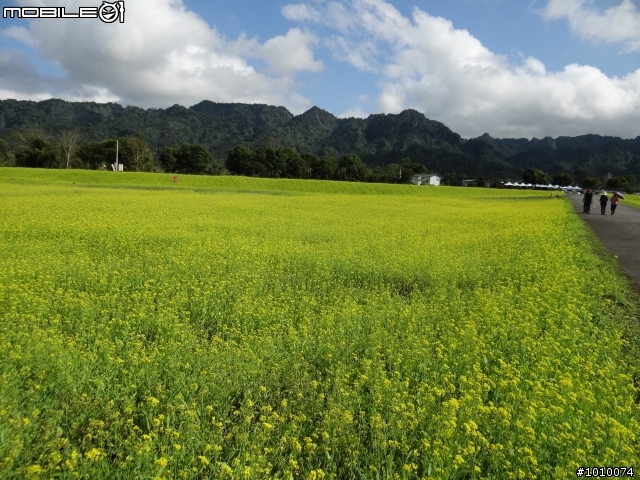 推薦 花蓮光復鄉「大農大富平地森林園區」