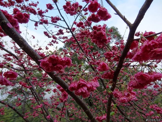 親子旅遊-新春台北自由行(2)-貓空杏花材