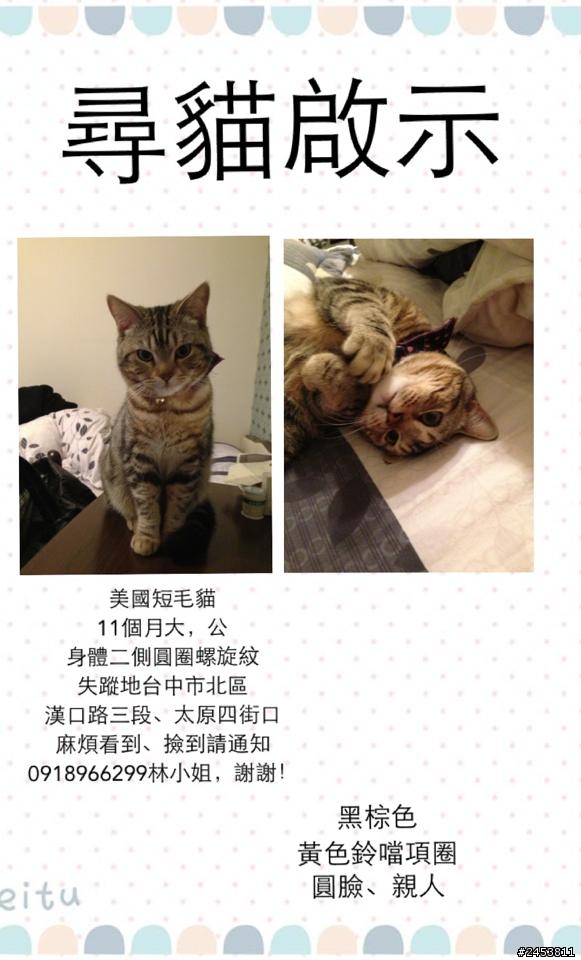 「協尋」美國短毛貓AUDI----台中市北區漢口路三段&太原四街、太原八街口