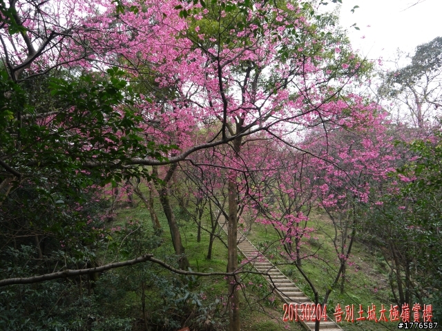 20130204  土城太極嶺賞櫻之旅