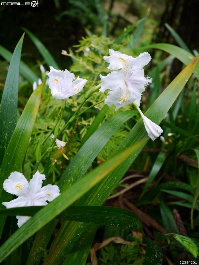 鬱見好心情~2013/1/28桃源仙谷鬱金香花況
