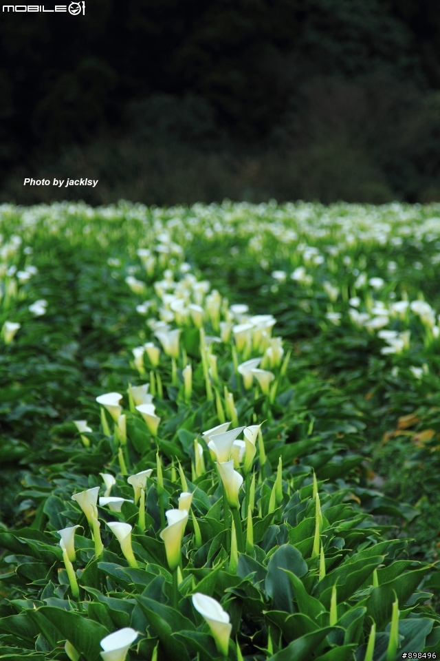 陽明山賞花