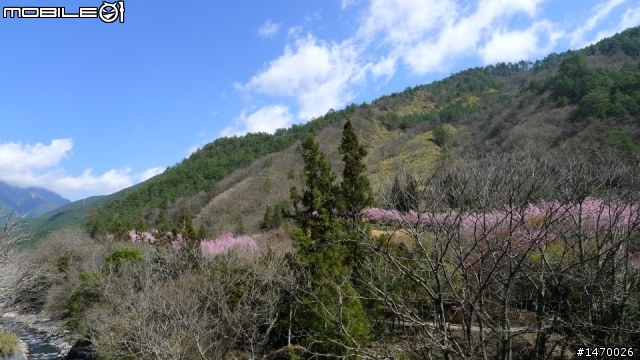 瘋狂舉指! 狂樂遊 NO3  武陵農場拜訪春天