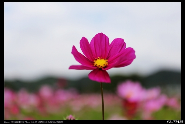 Canon EF 24-70mm f/4L IS USM + EOS 6D 拍波斯菊分享