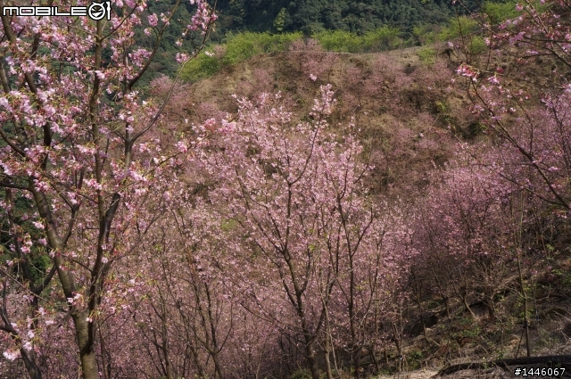 遇見櫻花林