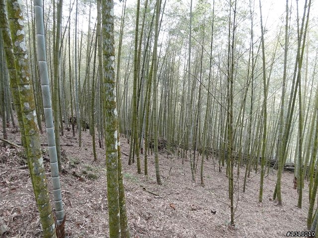 親子旅遊-竹山鹿谷體驗行