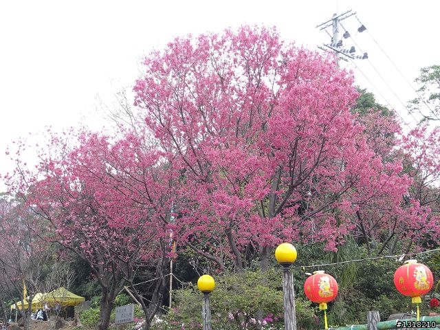 親子旅遊-新春台北自由行(5)-櫻花百拉卡