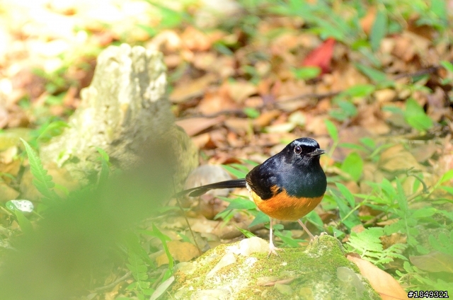 入手二手Sigma 400mm F5.6 APO non macro + 練拍